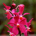 Orchids 09
