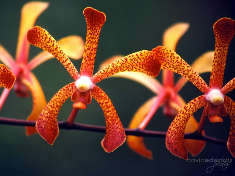 Orchids_11.jpg