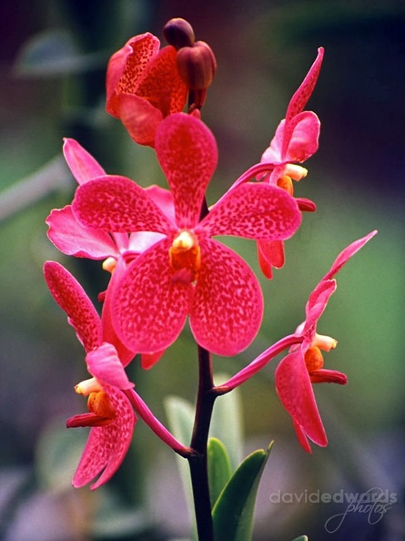 Orchids 21