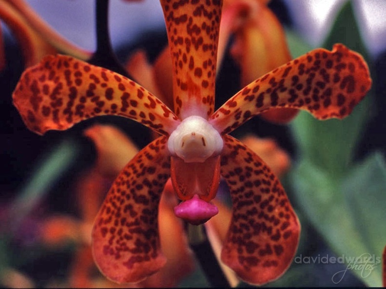 Orchids_31.jpg